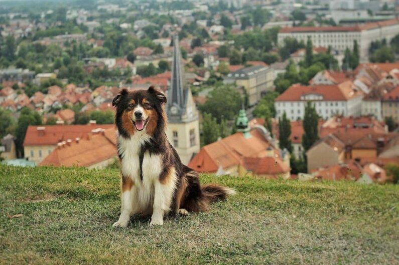 20 de sfaturi pentru a călători cu un câine în Slovenia